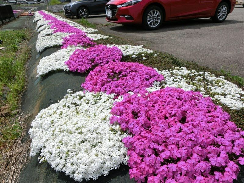 芝桜 ダニエルクッション(桃色)100株セット | 防草シート専門店