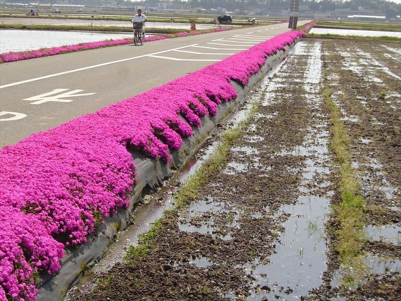 芝桜 ダニエルクッション(桃色)100株セット | 防草シート専門店