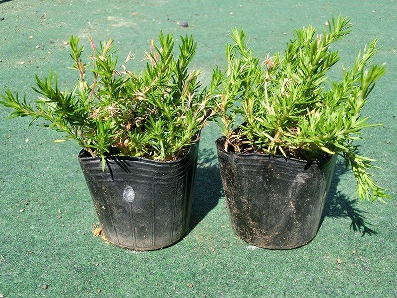 [5月中旬の苗]花が終わった後の花ガラがついている場合があります。
苗の根元の葉(冬場の古い葉)が茶色く残っている場合があります。