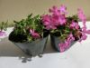[ダニエルクッション苗　3月撮影]ビニールハウス栽培の苗は、露地栽培よりも早めに開花を迎えます。
産地や天候によって花が終わっている場合もございます。