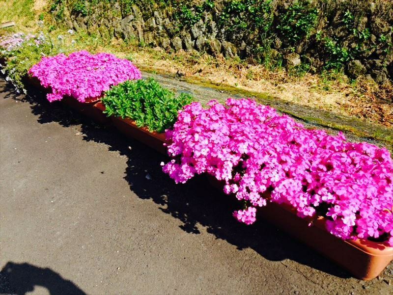 芝桜 ダニエルクッション(桃色)300株セット | 防草シート専門店 防草