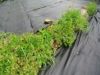 [使用事例2]防草シートと防草シートの隙間から雑草が生えてきた時にオススメ。
草刈り機では防草シートをひっかけてしまい、作業しづらいのでまずは茎葉処理型の除草剤で枯らしてから、土壌処理型のネコソギトップ粒剤散布がオススメです。