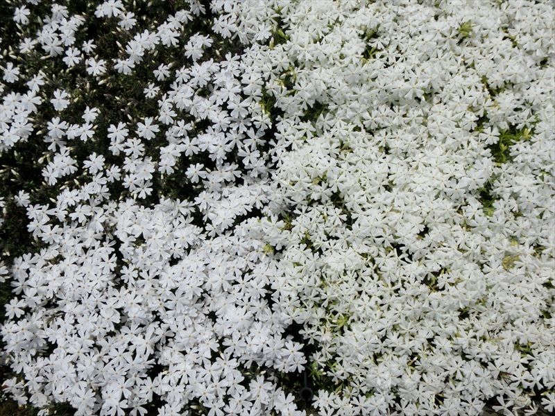芝桜 リトルドット(白色)200株セット
