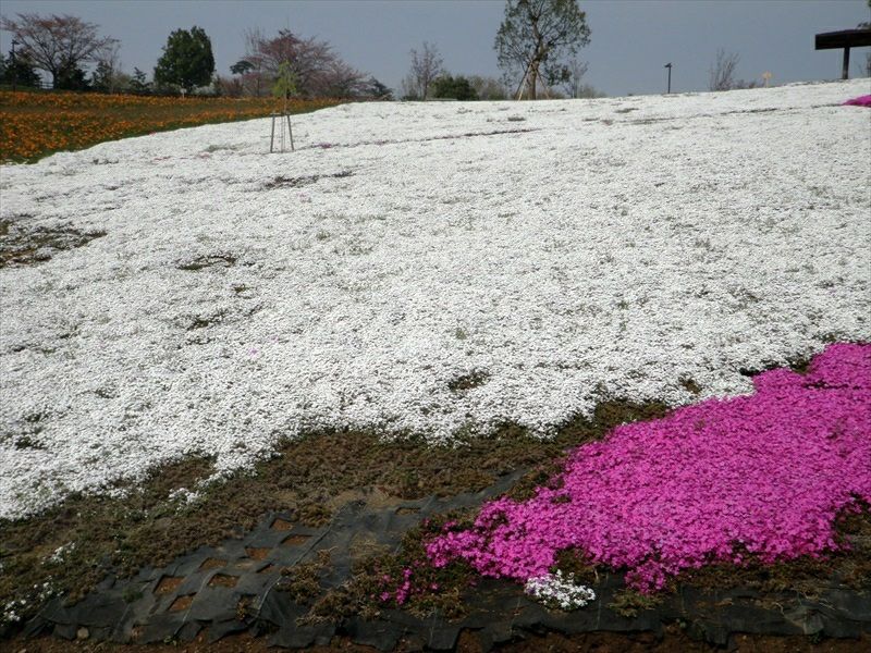 芝桜 リトルドット(白色)200株セット | 防草シート専門店 防草 芝桜 リトルドット(白色)200株セット | 防草シート専門店 防草