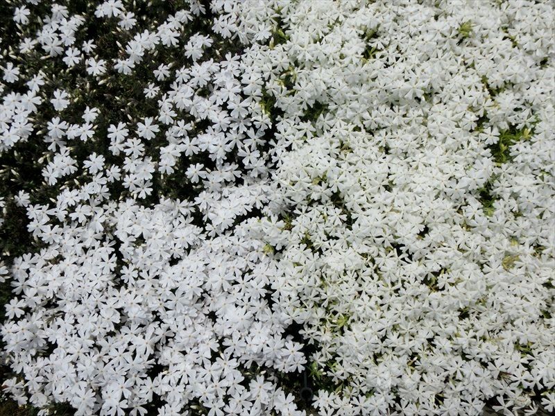 [白色の芝桜　品種比較]写真左側がリトルドット、右側がモンブランです。
モンブランは明るい白色です。リトルドットは葉の色が濃いため白色が際立って見えます。