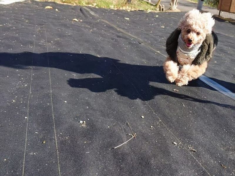 ドッグランにも使用していただきました。