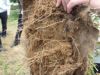 [通根状況]ヒメイワダレソウの根が防草シートを貫通した状況です。